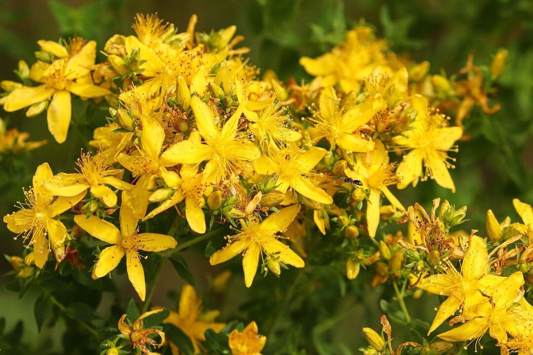 St. John's wort for effect