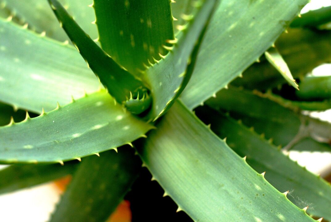 aloe for men