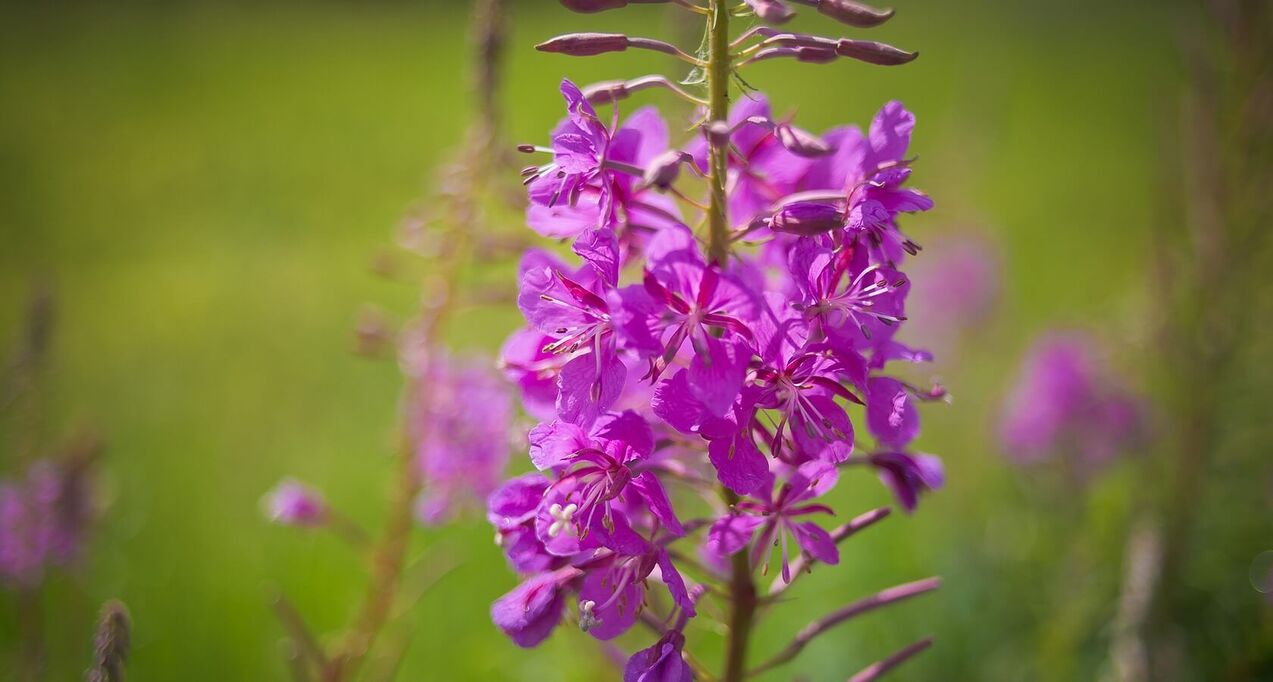 burning herbs for men's health