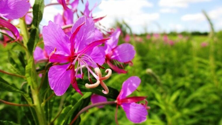 Moringa flowers have undeniable benefits for men